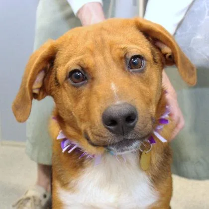 A young large-sized male Merle (Red) Mixed Breed dog named Jack for adoption in Lansing, MI
