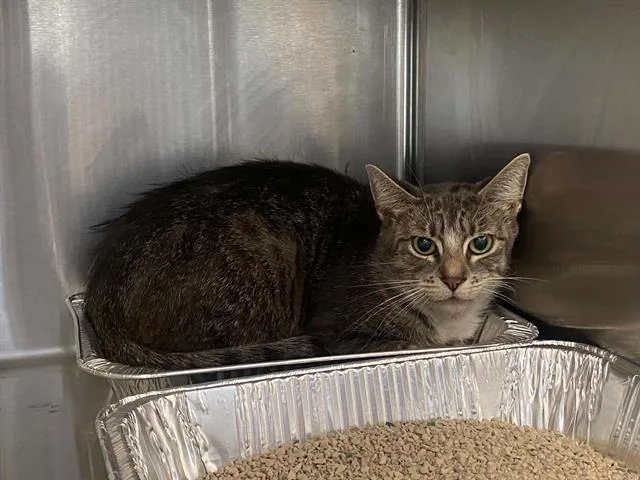 A young medium-sized female Domestic Medium Hair cat named Kathleen for adoption in Tustin, CA