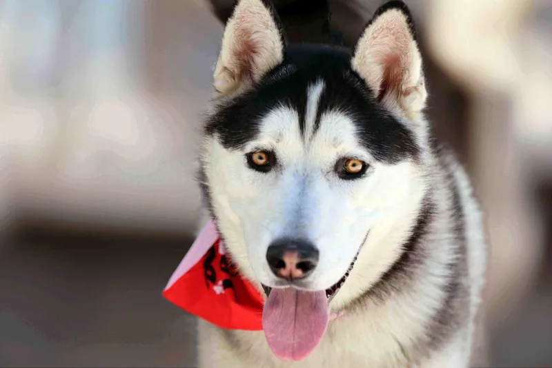 An adult medium-sized male Siberian Husky dog named Jack Sparrow for adoption in Walnut Creek, CA