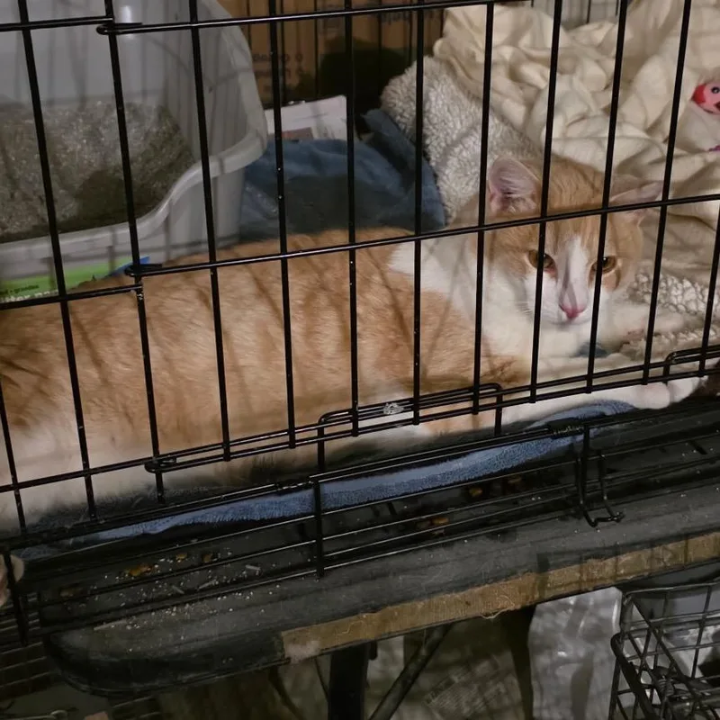 An adult medium-sized male Orange / Red Domestic Short Hair cat named Claude for adoption in Manheim, PA
