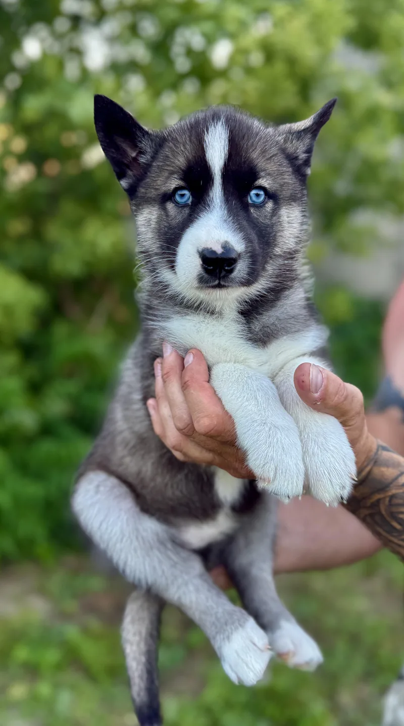 A baby medium-sized female Husky dog named Sky for adoption in Iron Ridge, WI