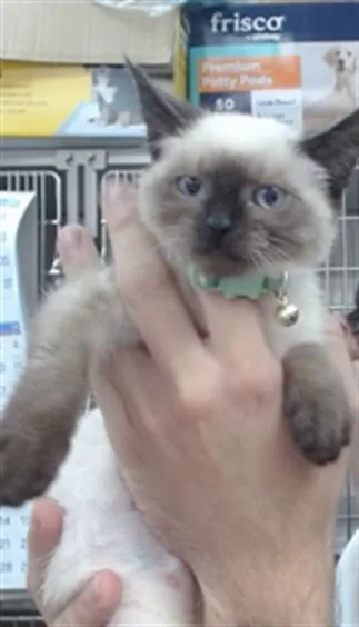 A baby small-sized female Domestic Short Hair cat named Primrose for adoption in Salinas, CA