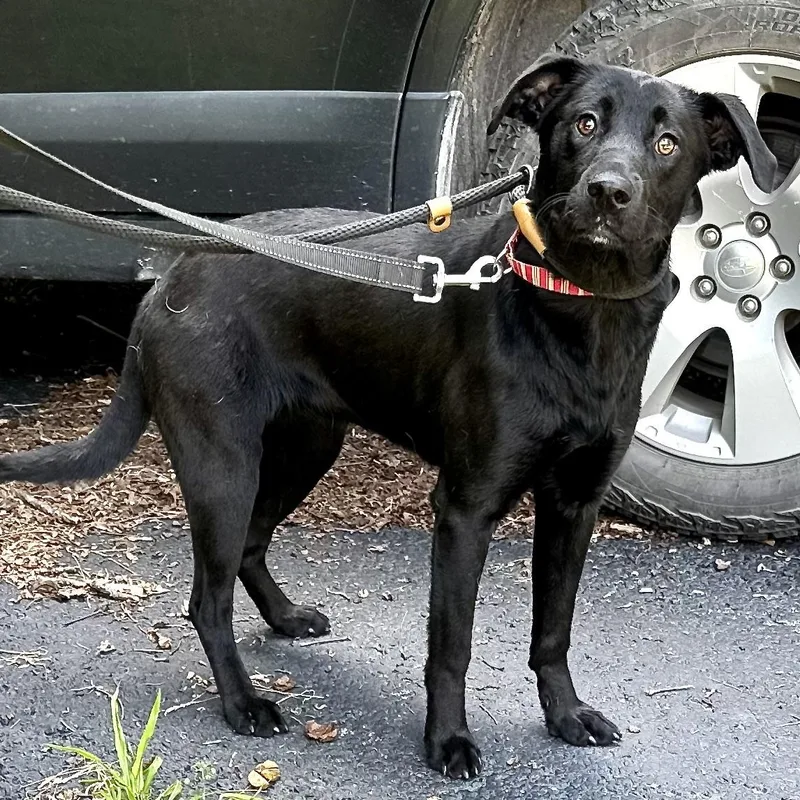 A young medium-sized female Black Labrador Retriever dog named Miley s for adoption in Sequatchie, TN