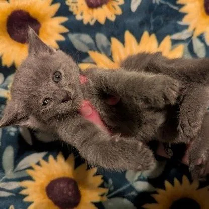 A baby small-sized female Gray / Blue / Silver Domestic Short Hair cat named Bronte for adoption in Newark, DE