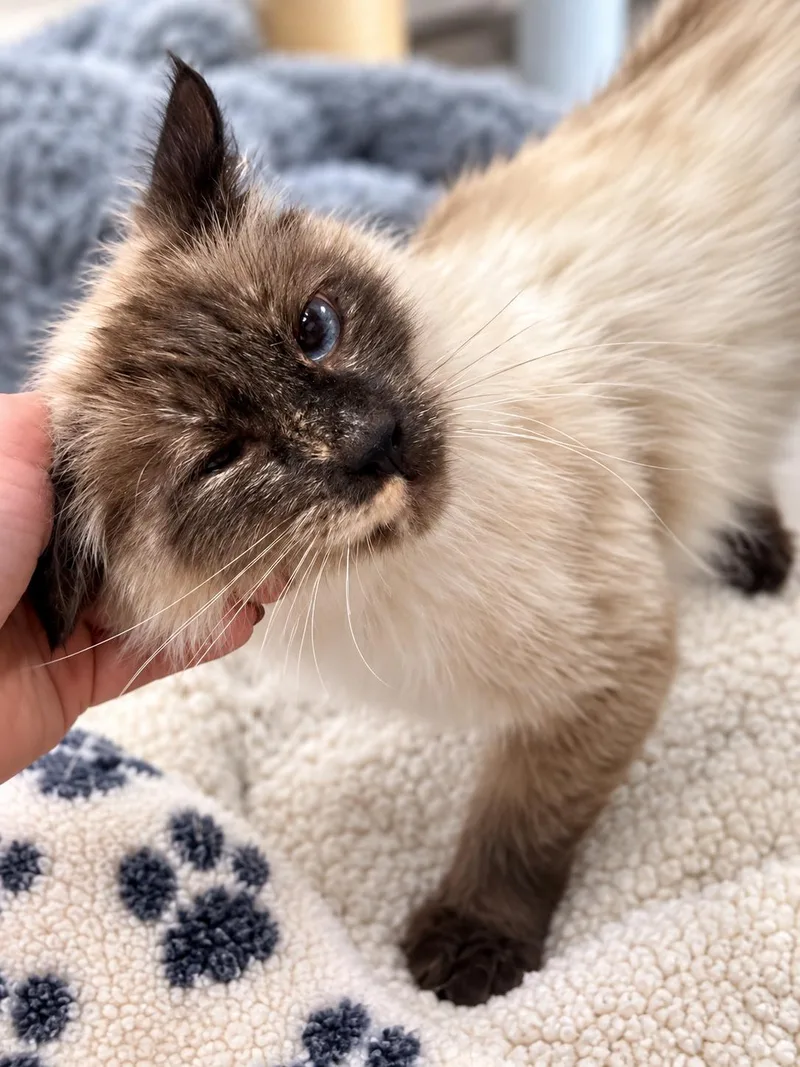 A young small-sized female Buff / Tan / Fawn Siamese cat named Precious Napa for adoption in Napa, CA
