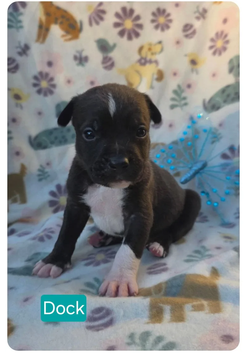 A baby medium-sized male Pit Bull Terrier dog named Dock for adoption in Elgin, IL