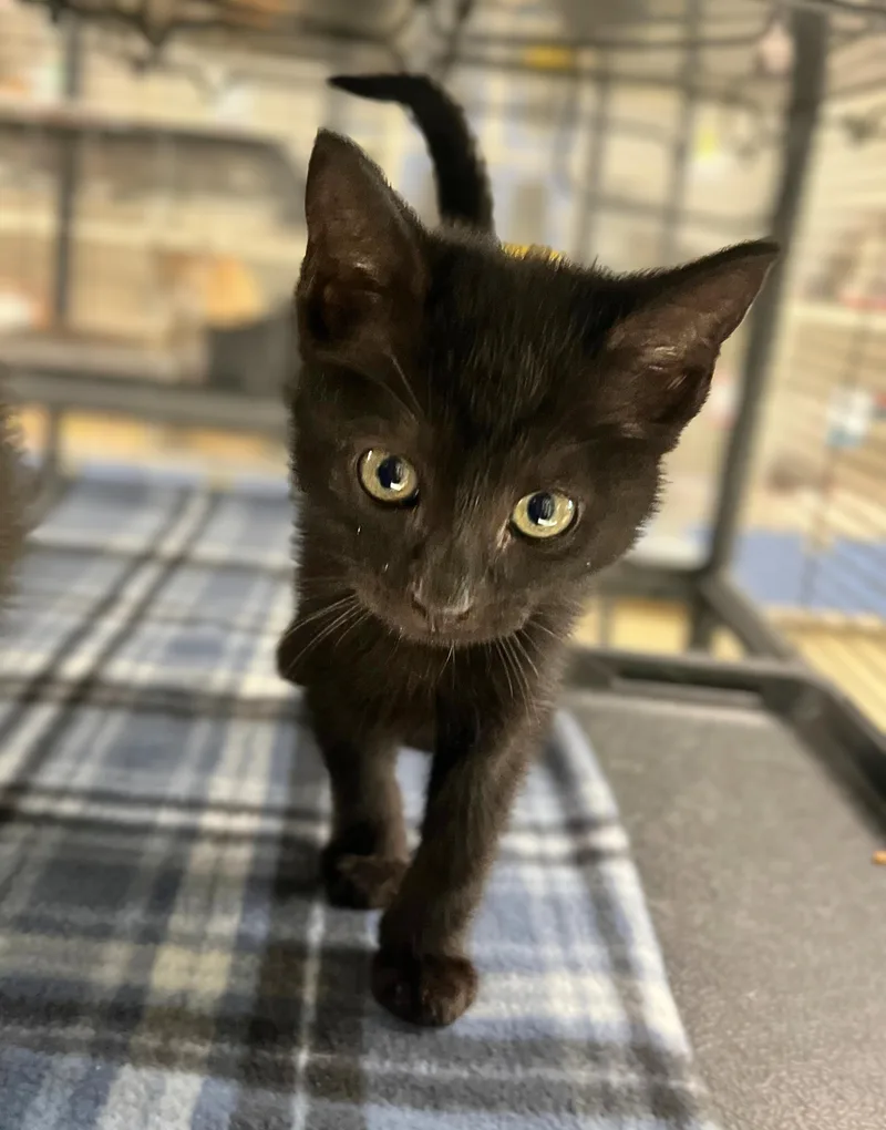 A baby medium-sized male Black Domestic Short Hair cat named Lugnut for adoption in Seville, OH