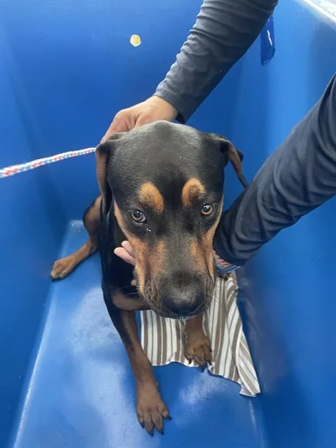 A young large-sized male Rottweiler dog named Nalo for adoption in Dallas, TX