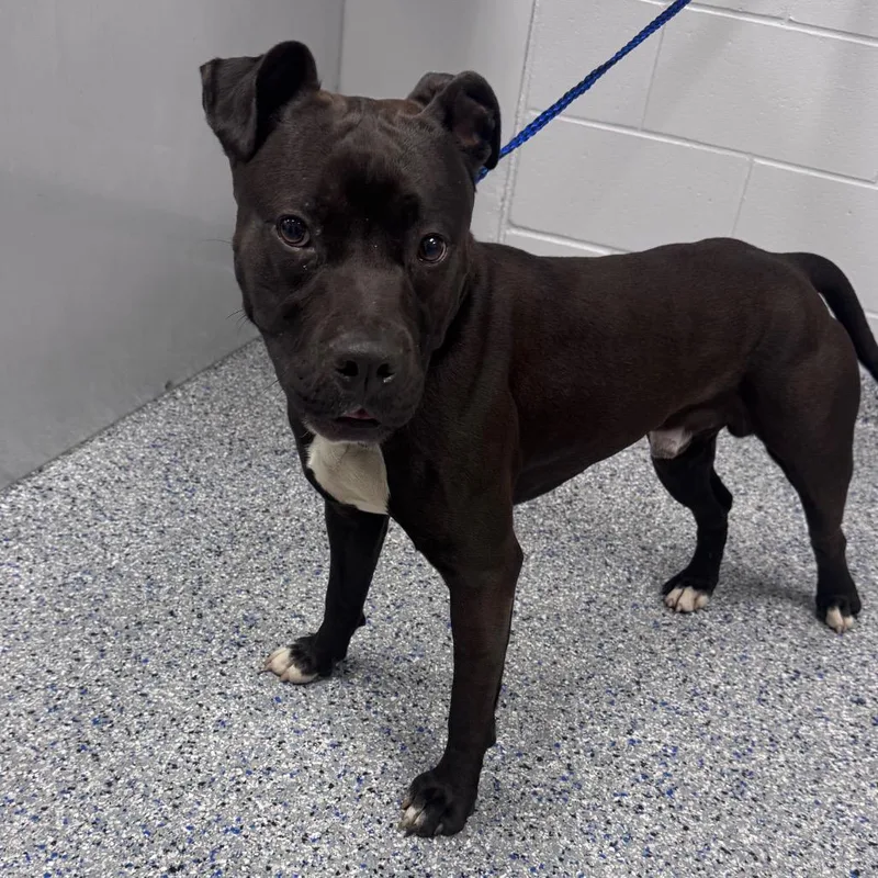 An adult medium-sized male Black Mixed Breed dog named Titus for adoption in Greenville, SC