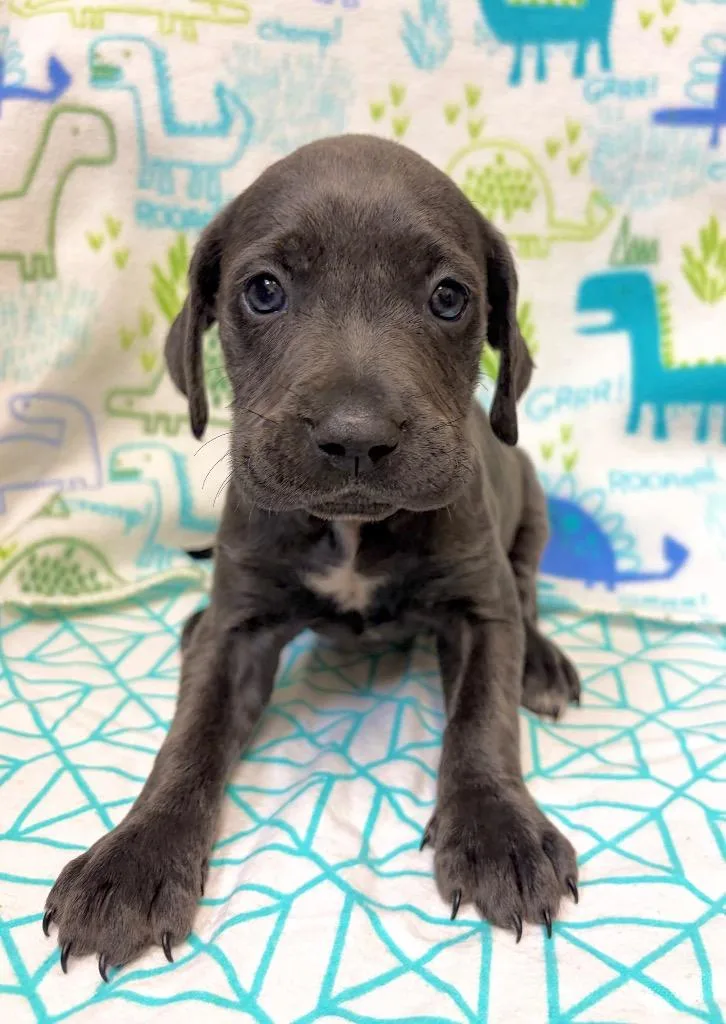 A baby large-sized female Weimaraner dog named Aqueria for adoption in Clinton, SC