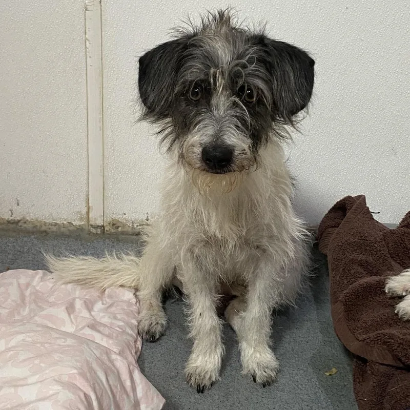 Arden  Costa Mesa thumbnail 3