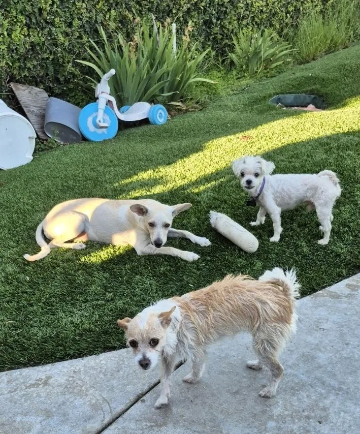 Gina's East Pizza!! thumbnail 2