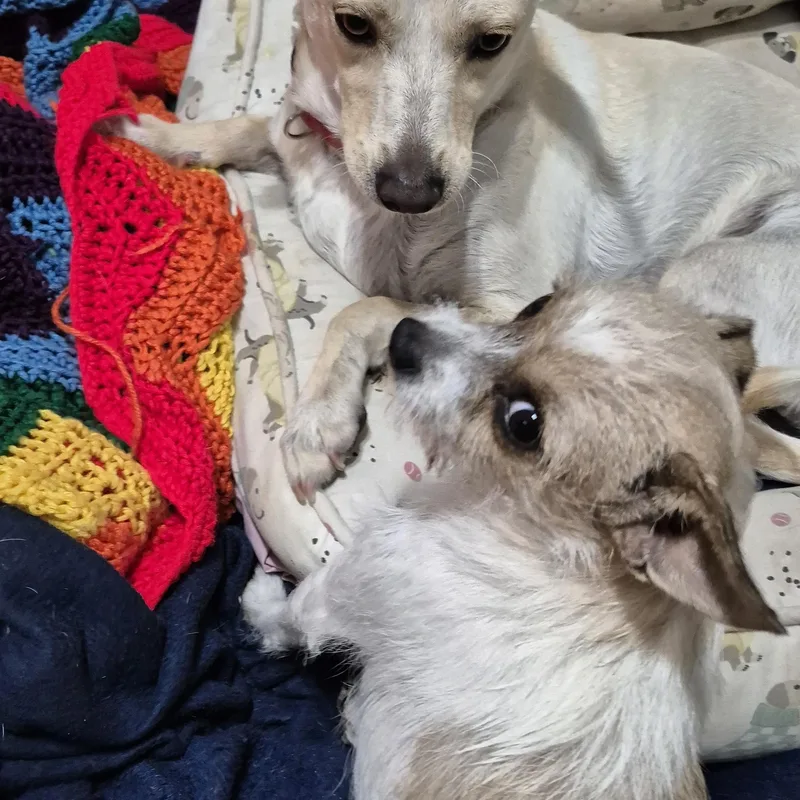 Gina's East Pizza!! thumbnail 4