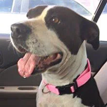 An adult large-sized female American Staffordshire Terrier dog named Claudia for adoption in Phoenix, AZ