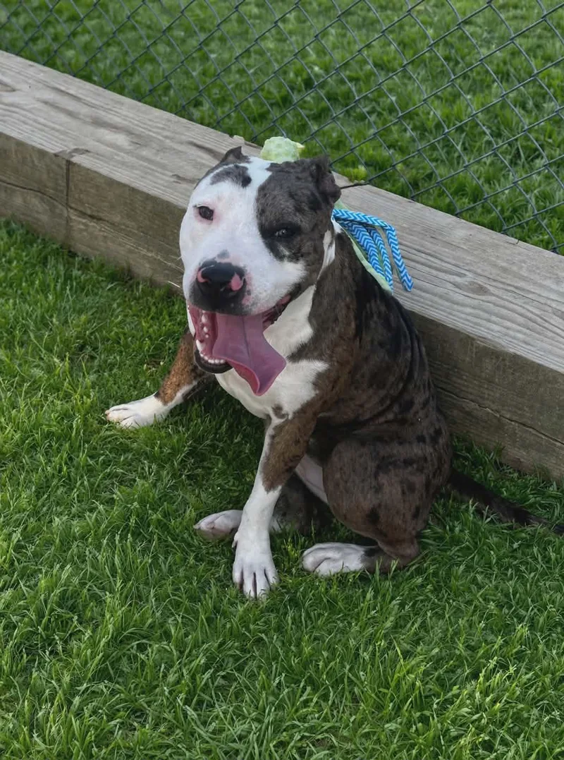 An adult large-sized female Merle (Blue) Pit Bull Terrier dog named Fran for adoption in Redfield, AR