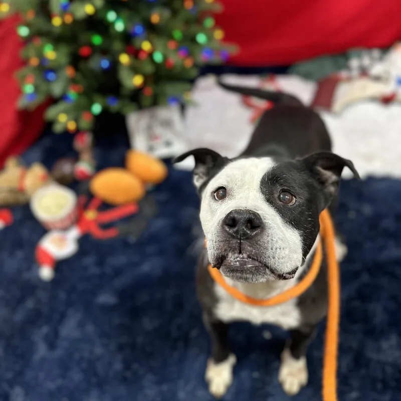 Vivianne thumbnail 2