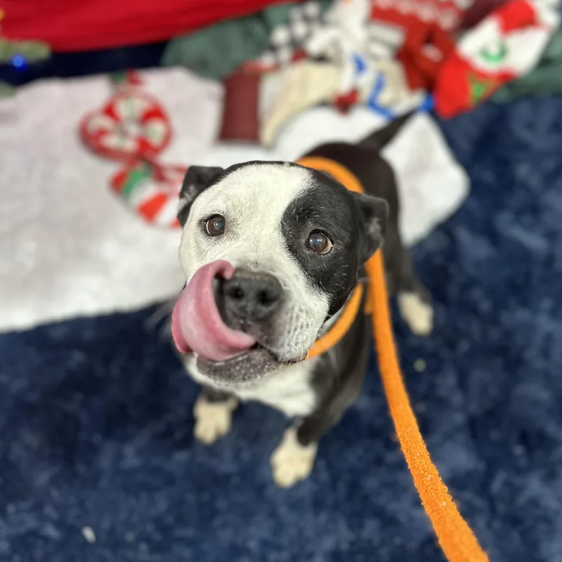 Vivianne thumbnail 3