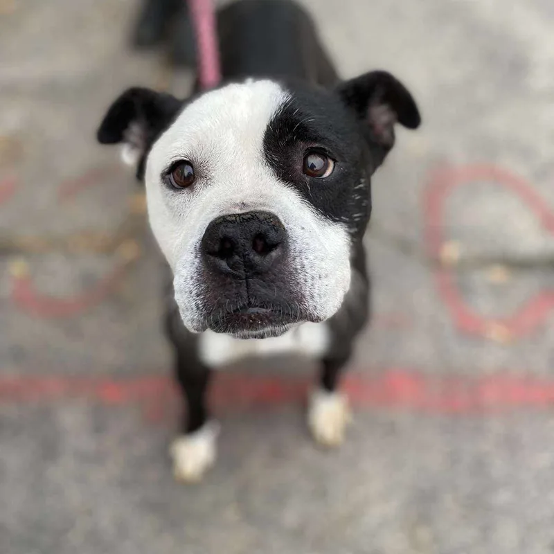 Vivianne thumbnail 4