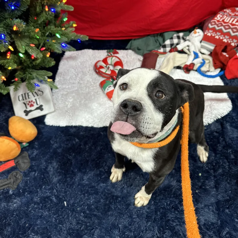 Vivianne thumbnail 6