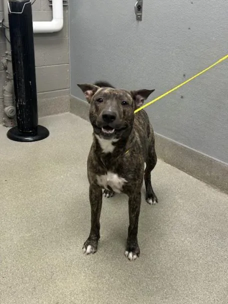 A young large-sized male Pit Bull Terrier dog named Eugene for adoption in Las Vegas, NV