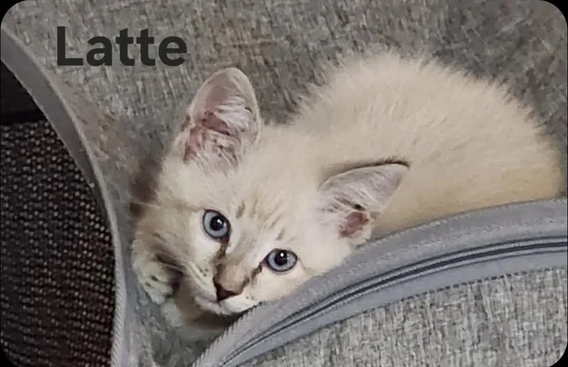 Latte thumbnail 2