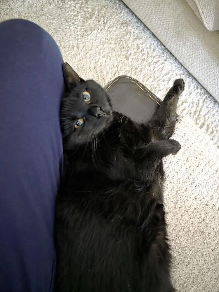An adult medium-sized female Black Domestic Short Hair cat named Mimi for adoption in Carrollton, VA
