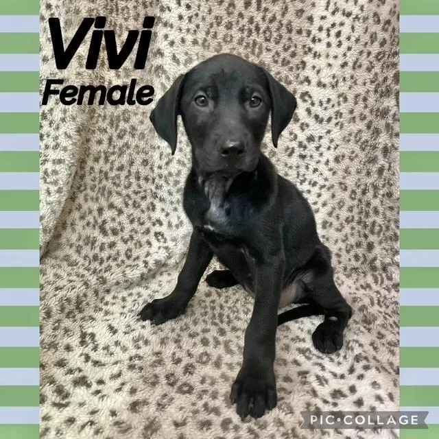 A baby medium-sized female Labrador Retriever dog named Vivi for adoption in Manchester, CT