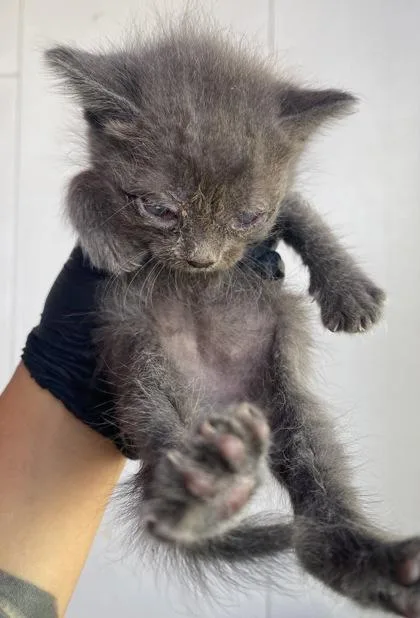 A baby small-sized male Gray / Blue / Silver Domestic Short Hair cat named 61760651 for adoption in El Paso, TX