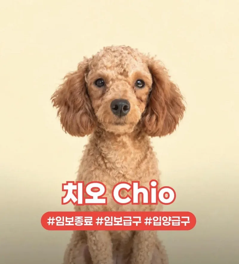 A young small-sized male Poodle dog named Chio for adoption in Agoura Hills, CA