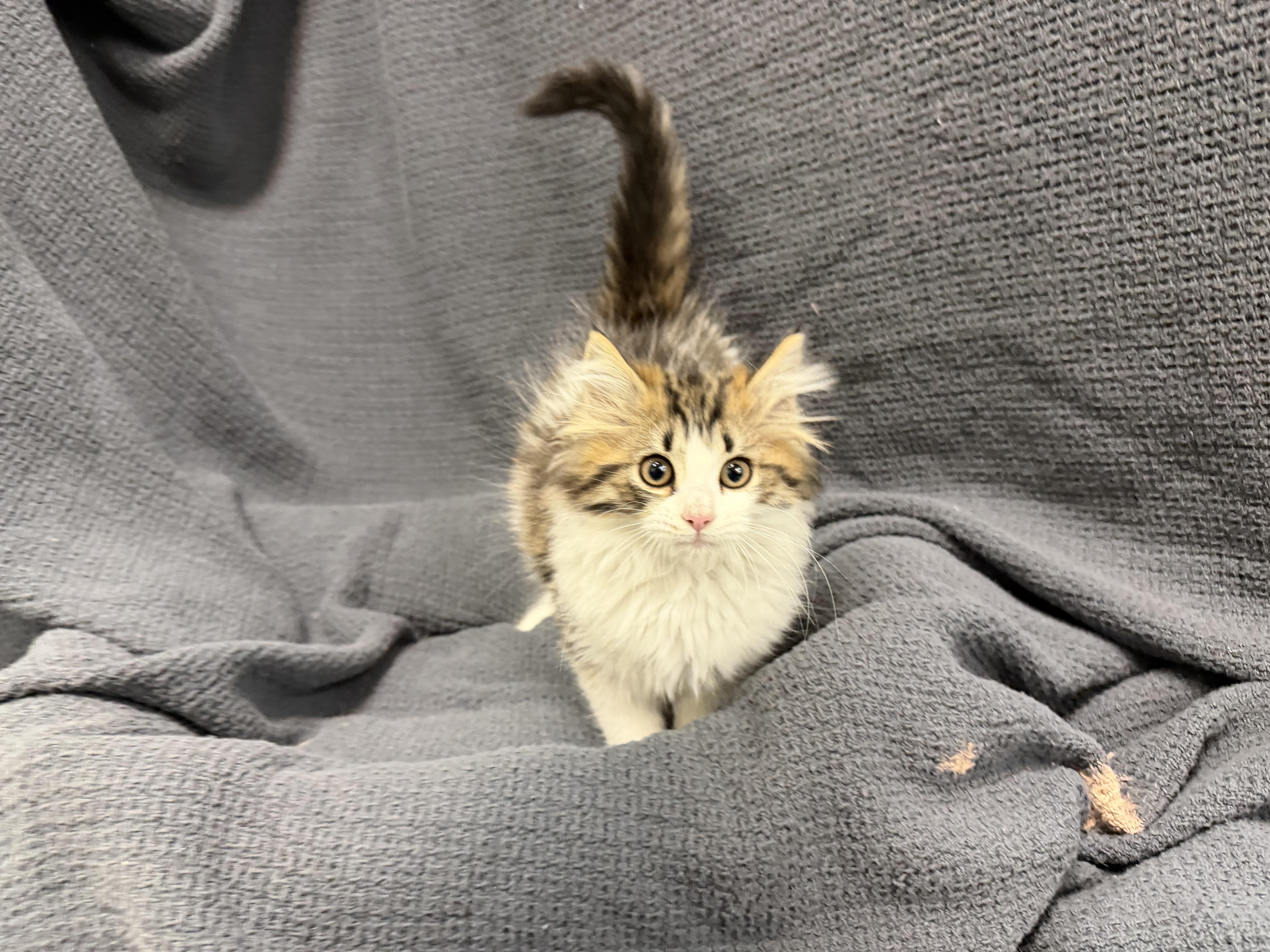 A baby medium-sized female White Domestic Long Hair cat named Jodi for adoption in Latrobe, PA