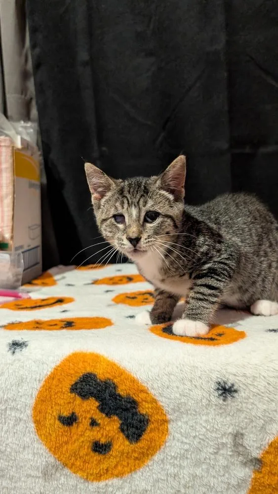 A baby medium-sized female Domestic Short Hair cat named Calla for adoption in Hartwell, GA