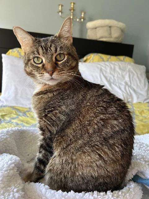 Genealogy thumbnail 2