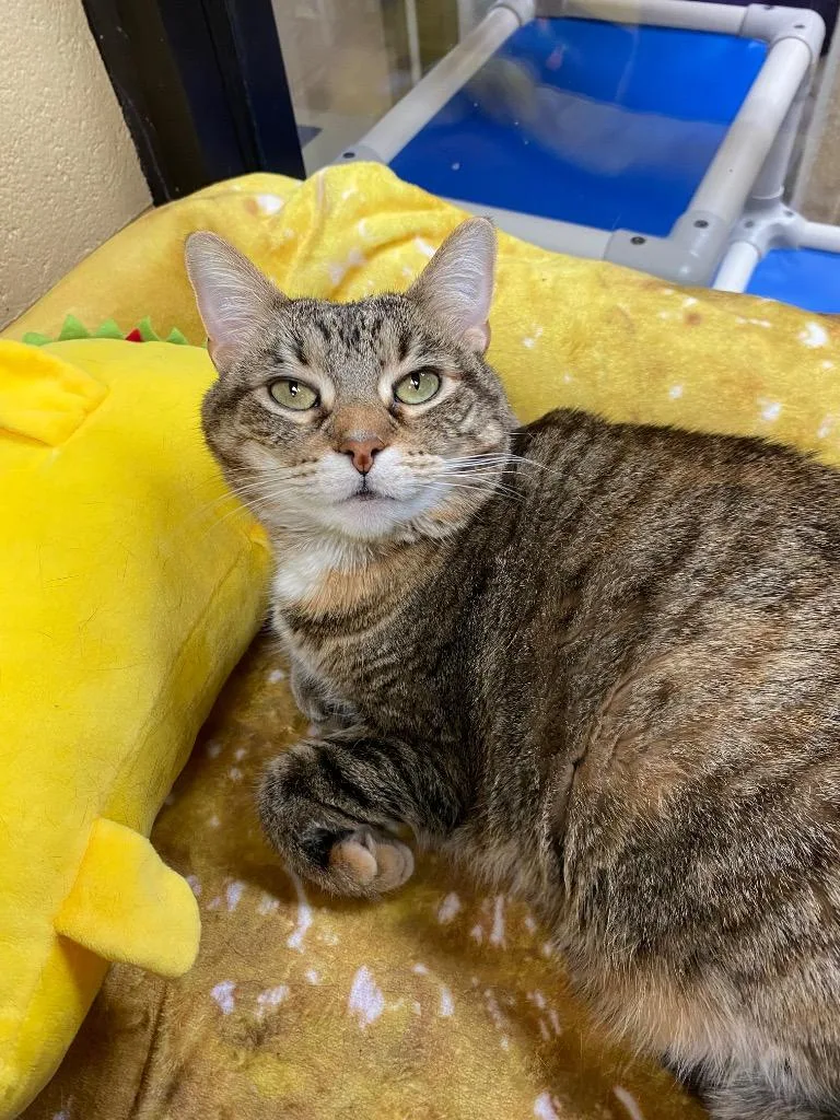 Genealogy thumbnail 4