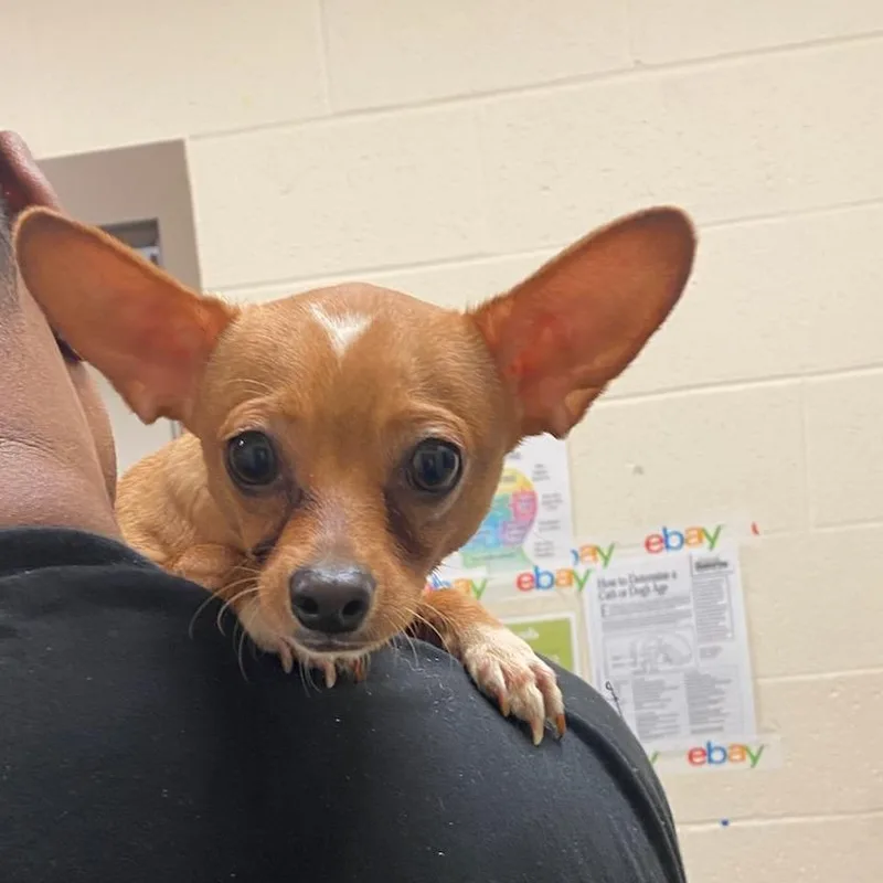 A young small-sized male Yellow / Tan / Blond / Fawn Mixed Breed dog named Butler for adoption in Memphis, TN