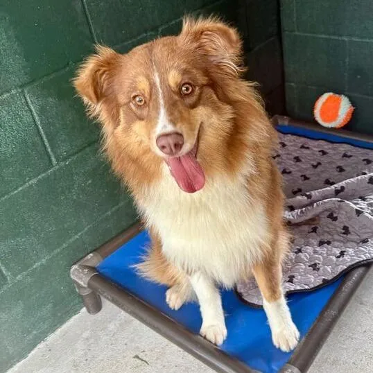 Woodchuck thumbnail 2