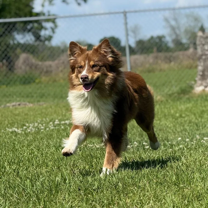 Woodchuck thumbnail 4