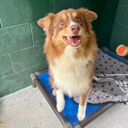 Woodchuck thumbnail 5