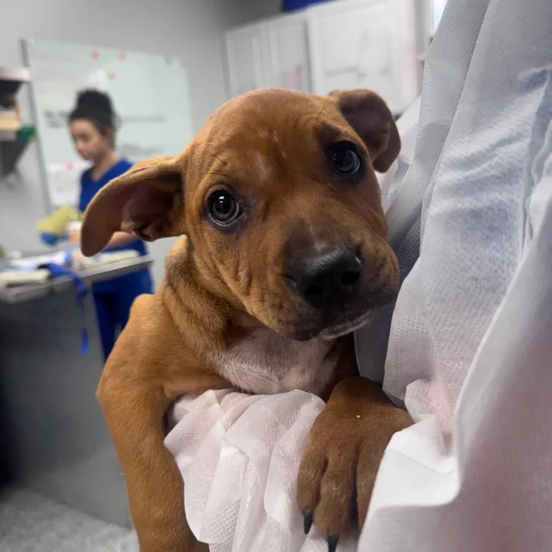 A baby small-sized female Red / Chestnut / Orange Boxer dog named Freedom for adoption in Greenville, SC