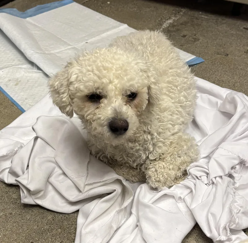 An adult small-sized female White / Cream Miniature Poodle dog named Lambie for adoption in Thousand Oaks, CA
