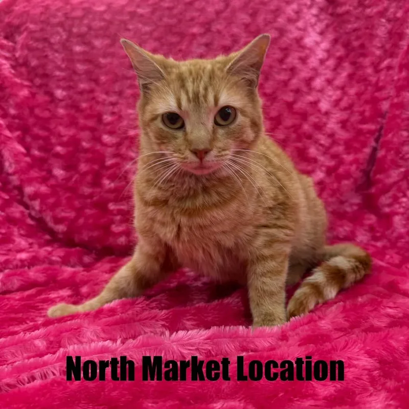 A young small-sized female Orange / Red Domestic Short Hair cat named Helga for adoption in Raleigh, NC