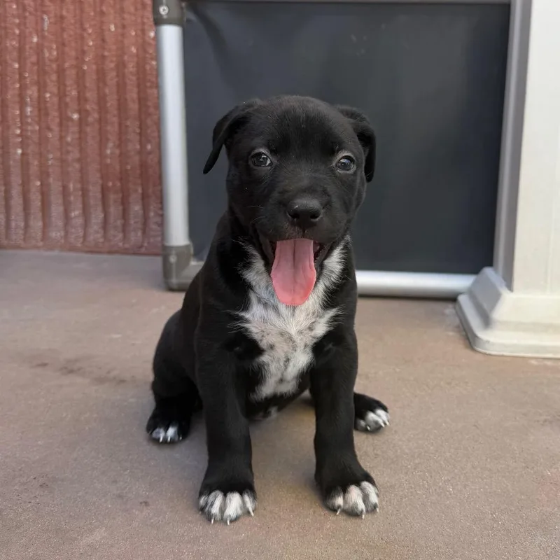 A baby small-sized female Black Pit Bull Terrier dog named Lexi for adoption in Palm Springs, CA