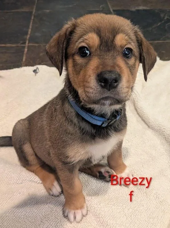 A baby small-sized female Tricolor (Brown, Black, & White) Labrador Retriever dog named Breezy Margot for adoption in Lakeland, FL