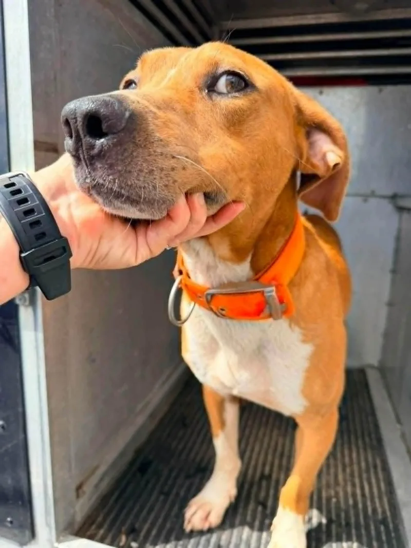 A young large-sized male Hound dog named Auggie for adoption in Franklin, VA