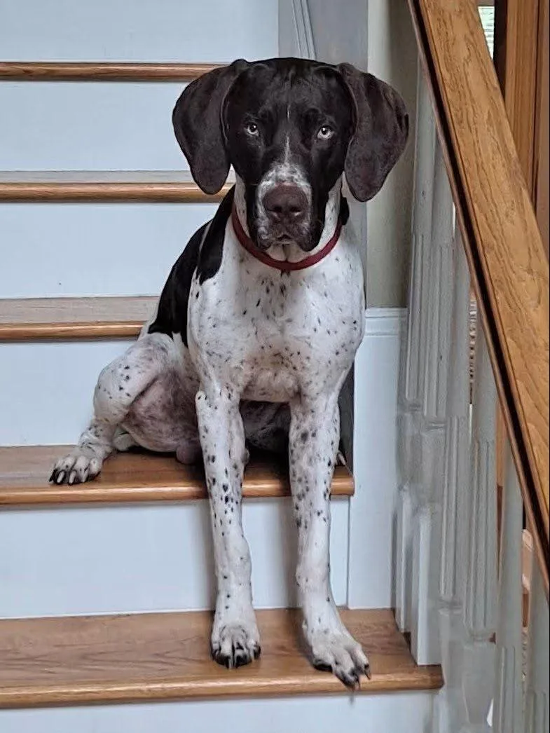 An adult medium-sized male German Shorthaired Pointer dog named Ruger for adoption in Cliffwood, NJ