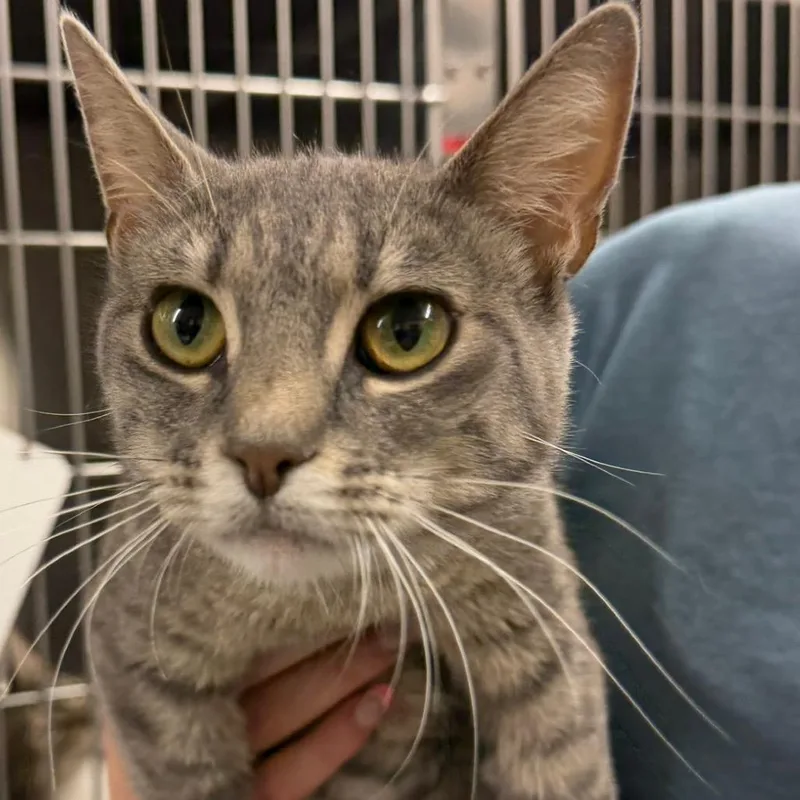 An adult medium-sized female Gray / Blue / Silver Domestic Short Hair cat named Momma RoeMeet me at for adoption in Buffalo, MN