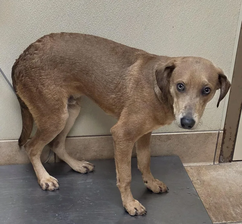 A baby medium-sized male Chesapeake Bay Retriever dog named Wilson for adoption in Brainerd, MN