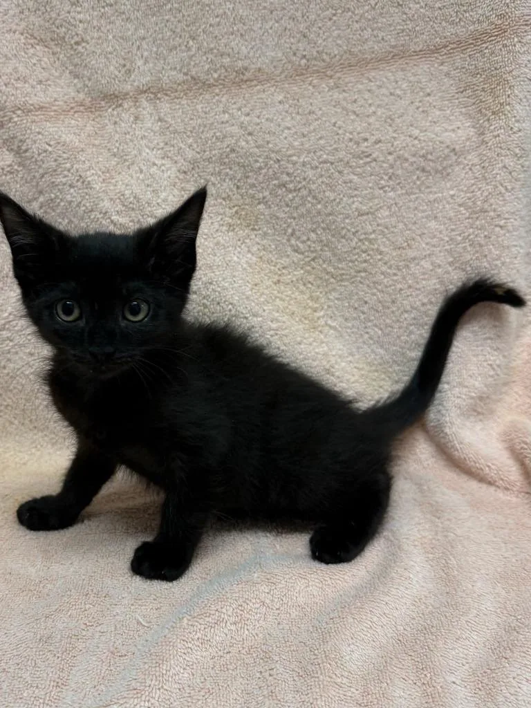 A baby medium-sized female Domestic Medium Hair cat named Harper for adoption in Vacaville, CA