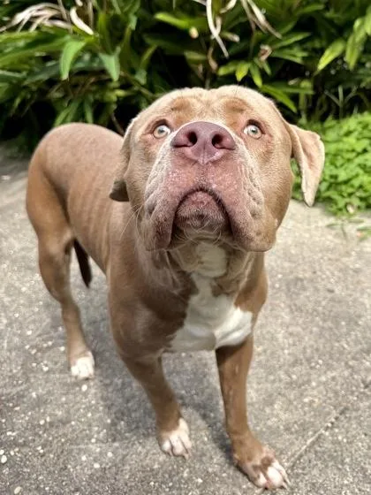 An adult extra large-sized male Pit Bull Terrier dog named Brom for adoption in New Orleans, LA