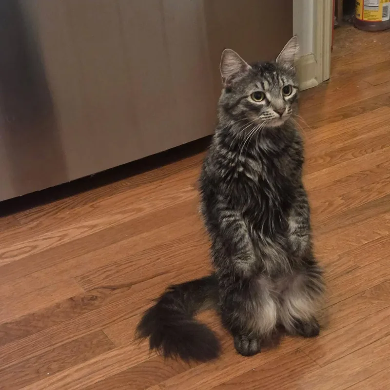 A young medium-sized female Tabby (Brown / Chocolate) Tabby cat named Lolita for adoption in Harrisburg, PA