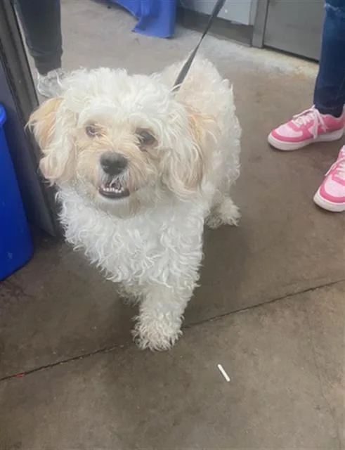An adult medium-sized male Mixed Breed dog named Dex for adoption in Dallas, TX